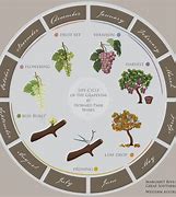 Image result for Grapevine Life Cycle