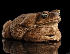 Image result for Ugly Frog Meme Galaxy