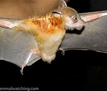 Image result for Fruit Bat Thailand
