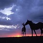 Image result for Cute Wallpapers of Horses