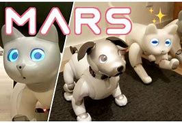 Image result for Aibo and Marscat