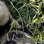 Image result for Giant Panda Habitat Zoo