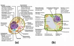 Image result for A Typical Animal Cell Transparent