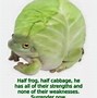 Image result for Rainbow Frog Meme