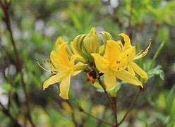 Rhododendron luteum に対する画像結果