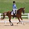 Image result for American Saddle Horse