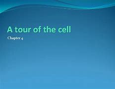 Image result for Inside Cell Great Image