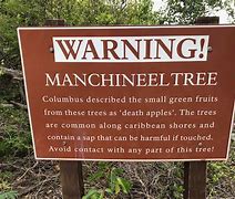 Image result for Manhineel Map
