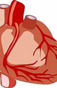 Image result for Medical Heart Clip Art