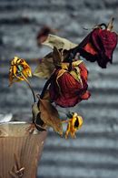 Image result for Dead Heart and Flowers