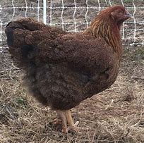 Image result for Partridge Chickens Breeds