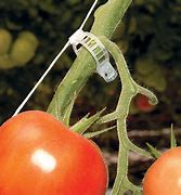 Image result for Tomato Clips for String