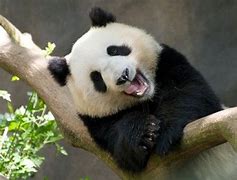 Image result for Laughing Panda