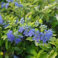 Image result for Caryopteris incana SUNNY BLUE