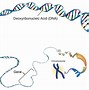 Image result for Nucleotide Gene DNA Chromosome