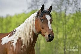 Image result for Arabian Paint Horse