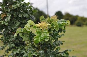 Image result for Quercus cerris Curly Head PBR