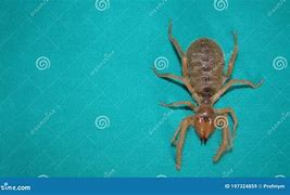 Image result for Australian Camel Spider