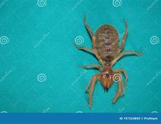 Image result for Biggest Camel Spider