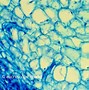 Image result for dicot�mico