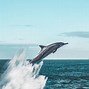 Image result for Pink Dolphin Jumping Out of Water