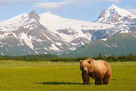 Image result for Bear in Case Mountain
