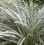 Image result for Carex oshimensis Everest