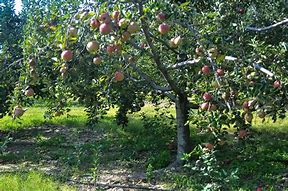 Image result for Apple Boxes Up Well