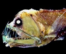 Image result for Abyssal Plain Animals