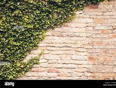 Image result for Vines Climbing On an Old Wall
