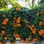 Image result for Climbing Flowering Vines