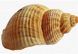 Image result for Shell No Background