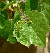 Image result for Grapevine Like Weed
