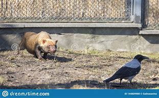 Image result for Bush Dog Hunting Prey