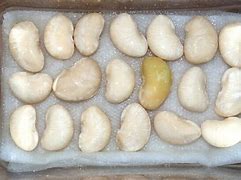 Image result for Growing Lima Beans