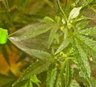 Image result for Pesticides Cannabis