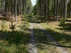 Image result for Newborough Forest Map