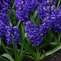 Image result for Hyacinthus Royal Navy