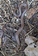 Image result for Round Earth Snake