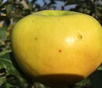 Image result for almaja