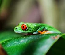 Image result for Pet Frog