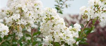 Image result for Fragrant White Flowering Tree