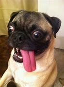 Image result for Pug Lomg Tongue