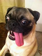 Image result for Pug Happy Tongue
