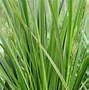 Image result for Carex brunnea Lady Sunshine