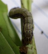 Image result for "fall-armyworm"