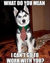 Image result for Joking Husky Meme