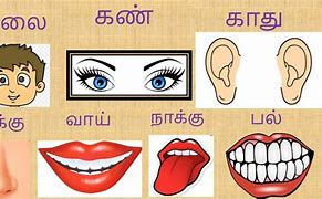 Image result for Body Parts in Tamil