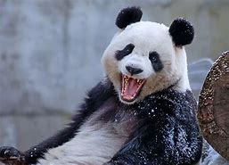 Image result for Giant Panda Smiling