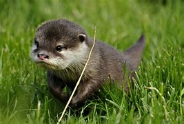 Image result for A Baby Otter